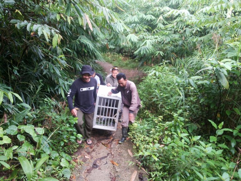 Evakuasi dan Pelepasliaran Satwa Maskot Kalimantan Selatan