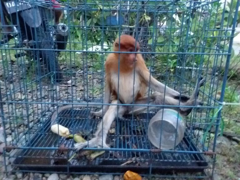 Penyelamatan Bekantan di Lok Buntar