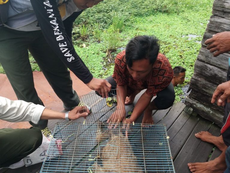 Penyelamatan Bekantan di Pajukungan Hulu, Babirik HSU