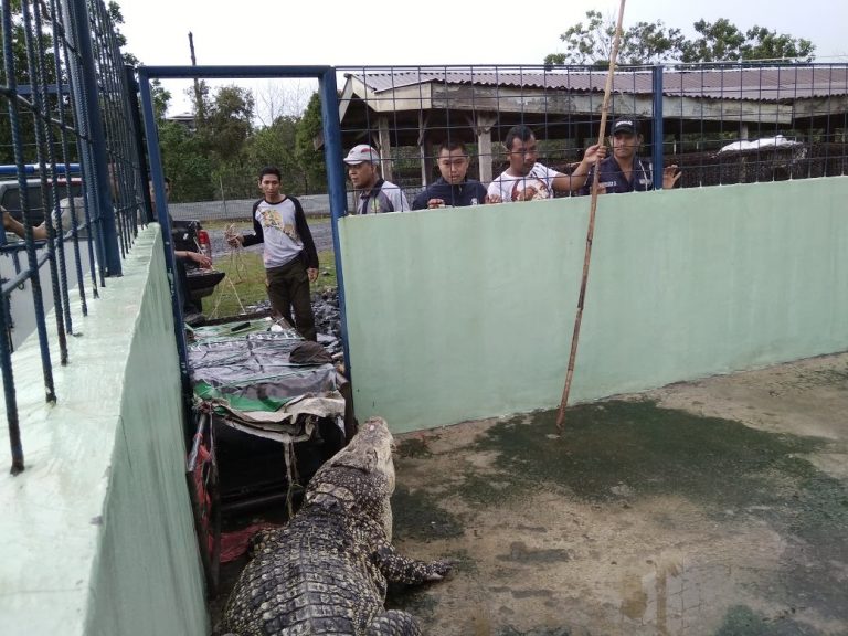 Evakuasi Buaya Muara (Crocodylus porosus) ke Taman Satwa LK Jhonlin Lestari