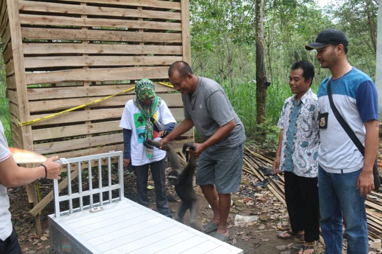 Evakuasi Owa-Owa di Desa Martadah Kec.Tambang Ulang Kab.Tanah Laut