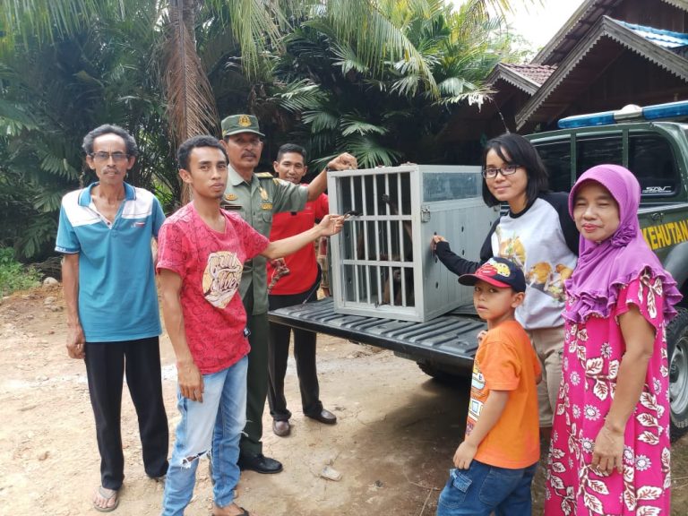 Evakuasi Owa-Owa di Labuan Amas Utara