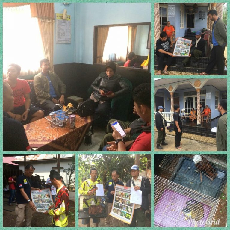 Serah Terima Satwa Liar yang Dilindungi di Kabupaten Tanah Laut