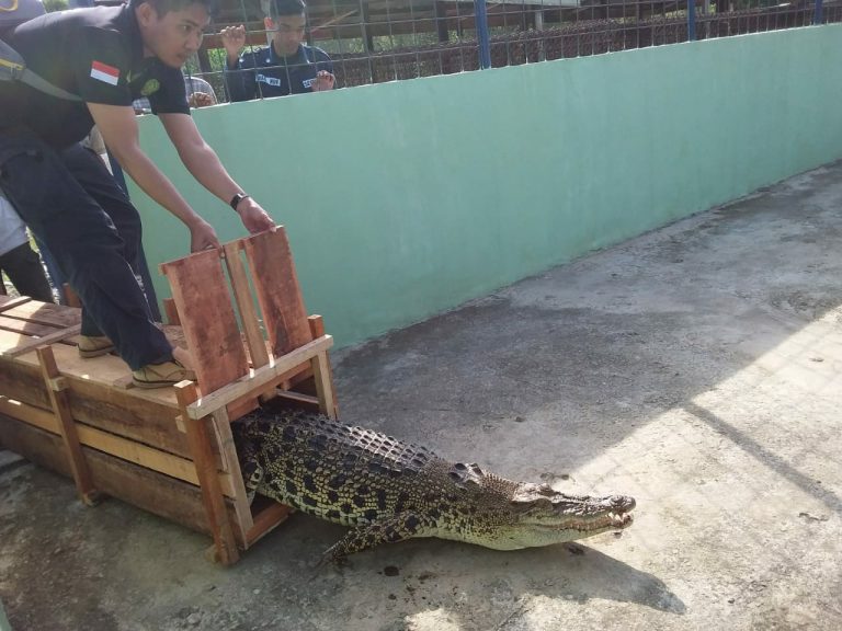 Evakuasi ‘Susilo’ ke LK Johnlin Lestari