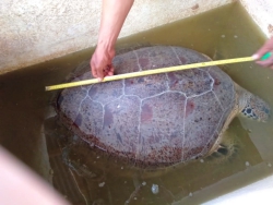 Pelepasliaran Penyu Hijau (Chelonia mydas) di Pantai Desa Swarangan SM Pelaihari