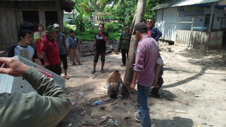 EVAKUASI DAN PELEPASLIARAN BEKANTAN (Nasalis larvatus) Di RESORT JORONG