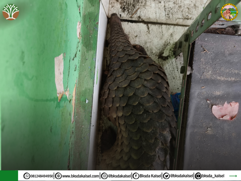 Temuan Trenggiling di Sekolah, SDN 3 Cempaka Tunjukkan Kepedulian Lingkungan